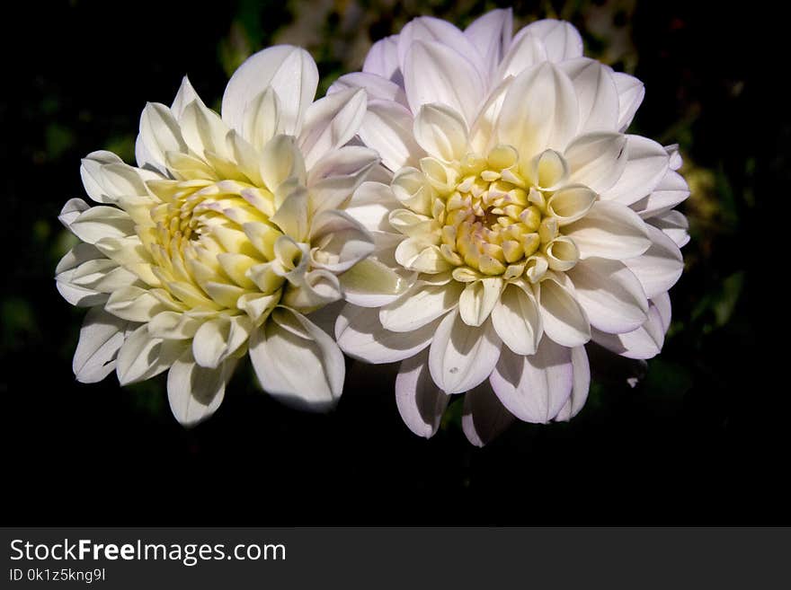 Flower, Yellow, Flowering Plant, Plant