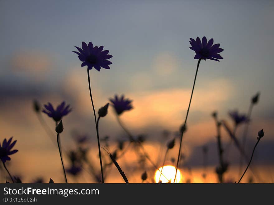 Flower, Sky, Purple, Wildflower