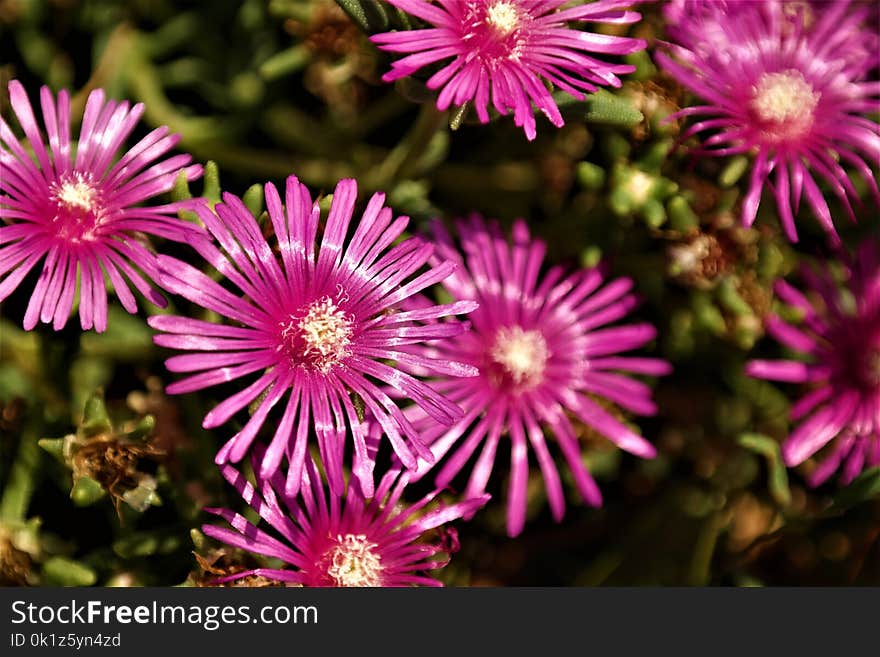 Flower, Pink, Flora, Plant