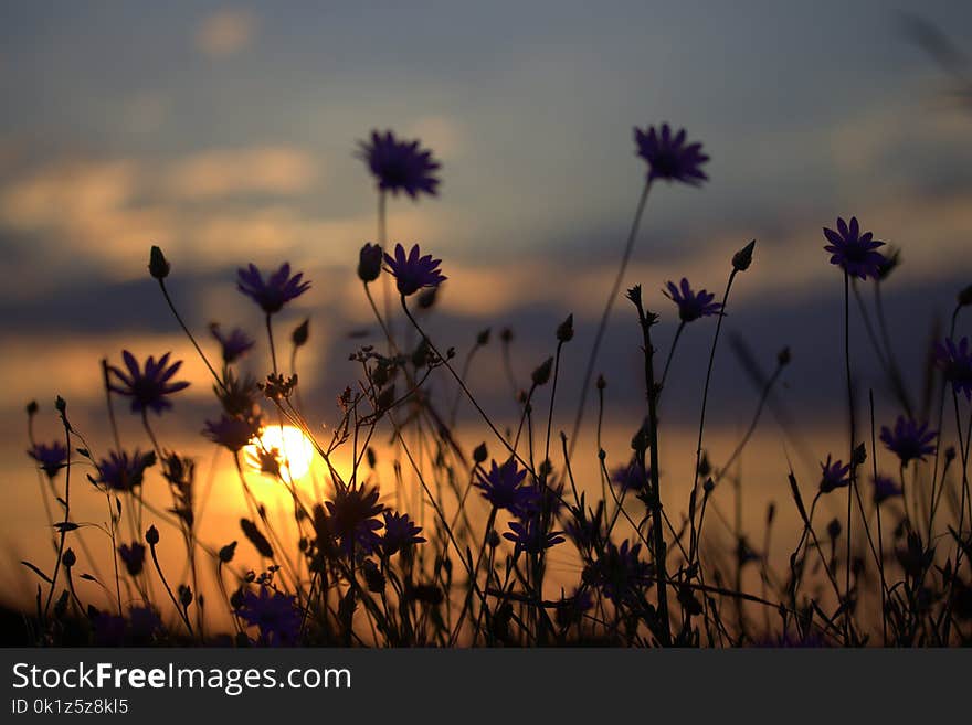 Sky, Ecosystem, Flower, Wildflower