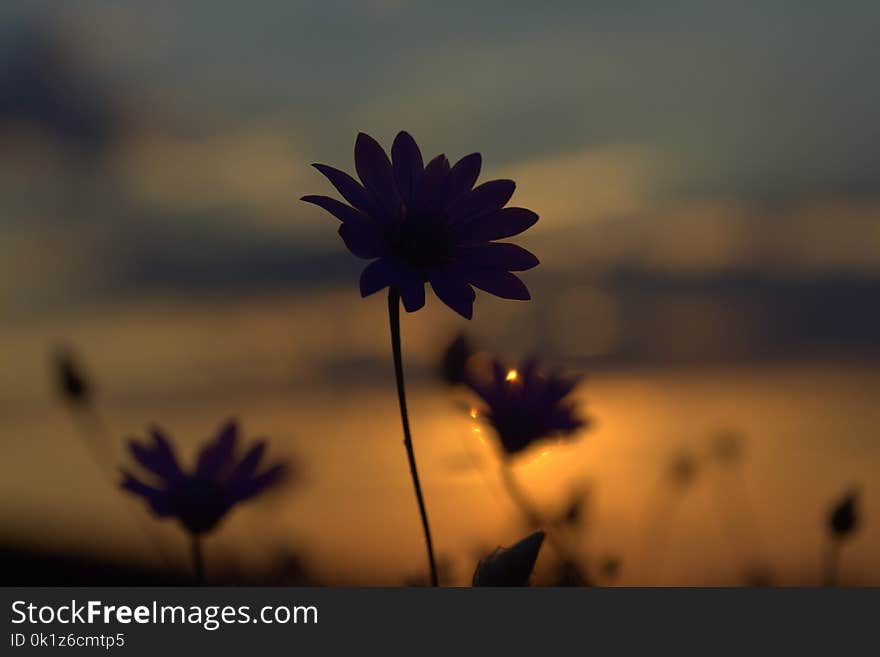 Flower, Sky, Flora, Close Up