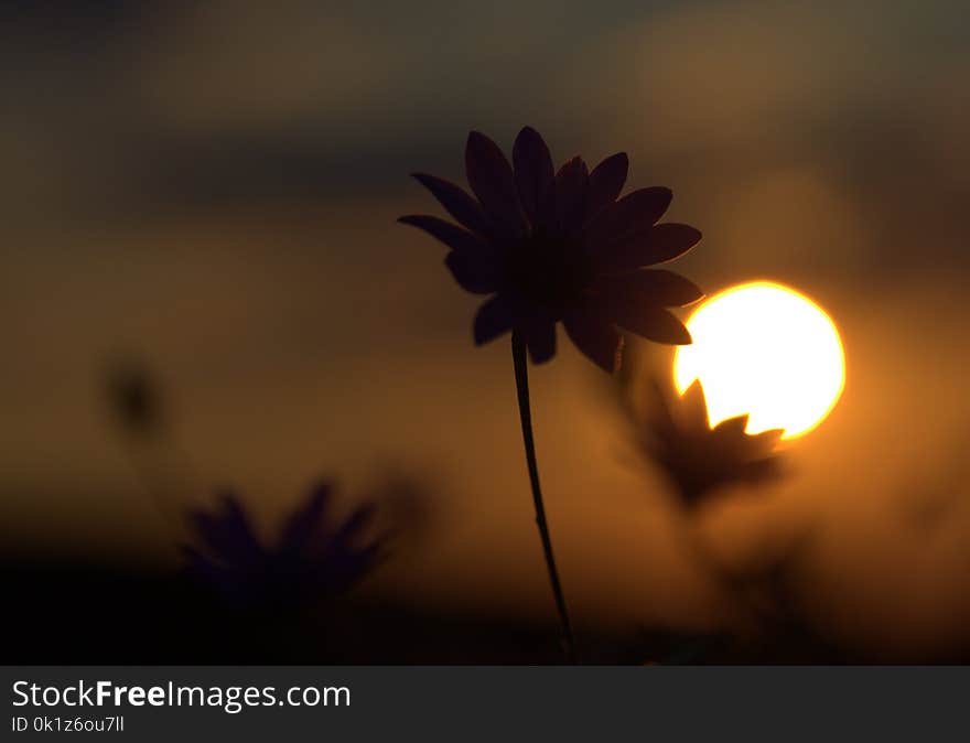 Flower, Sky, Sunlight, Morning