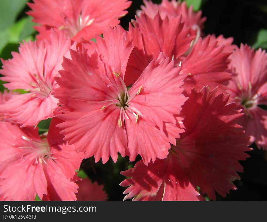 Flower, Pink, Plant, Flowering Plant