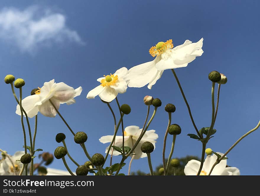 Flower, Flora, Yellow, Sky