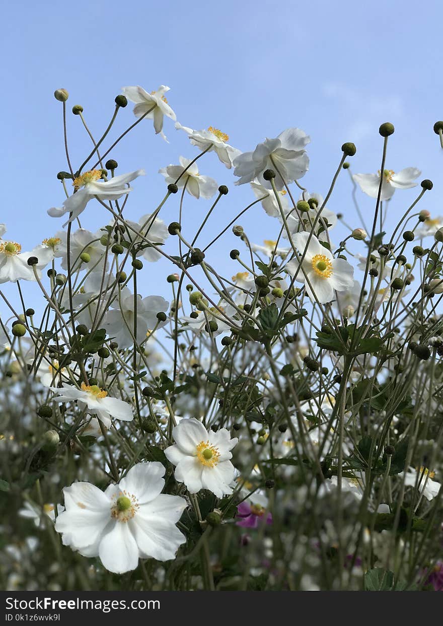 Flower, Plant, Flora, Flowering Plant