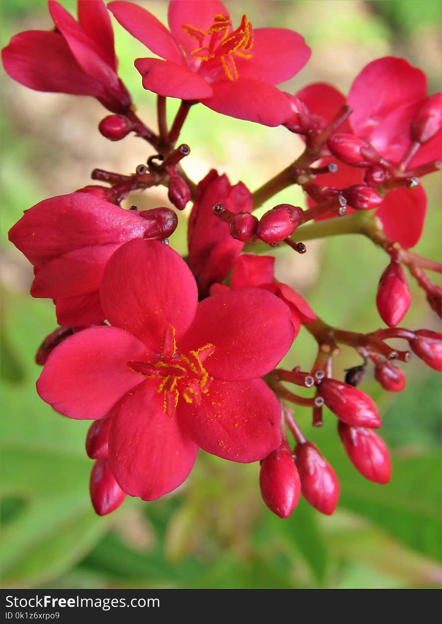 Flower, Flowering Plant, Plant, Blossom