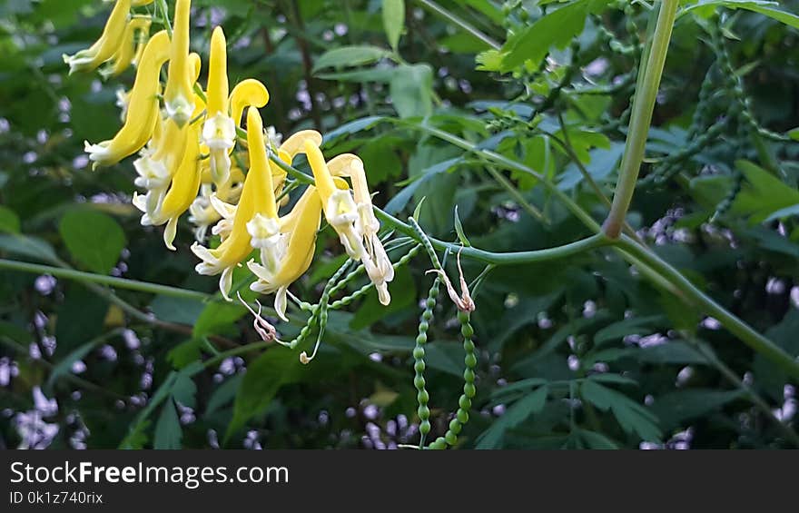 Plant, Flora, Flower, Flowering Plant