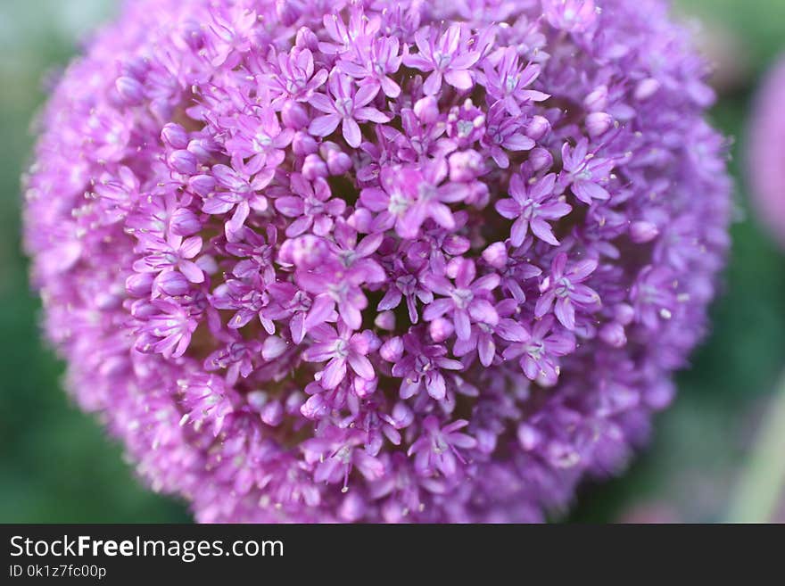 Flower, Purple, Plant, Lilac