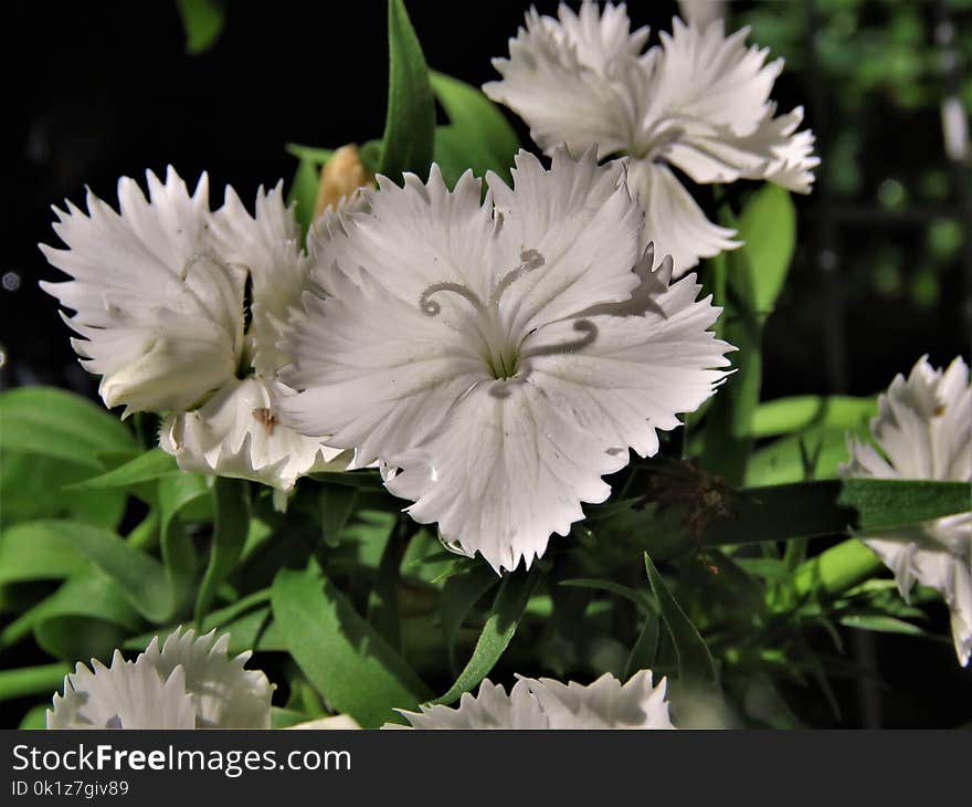 Flower, Plant, Flowering Plant, Flora