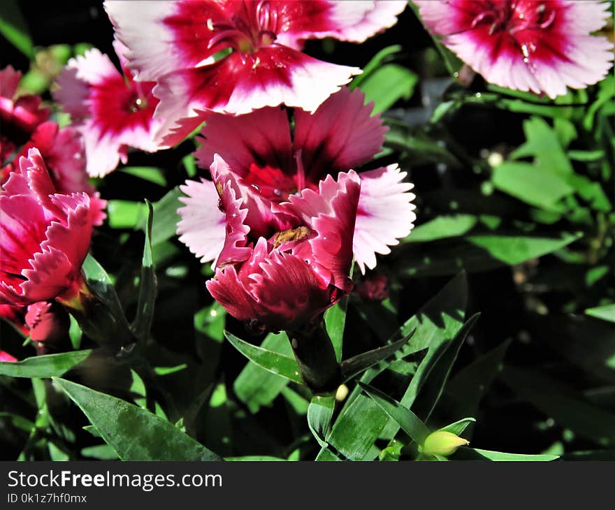 Flower, Plant, Flowering Plant, Pink Family