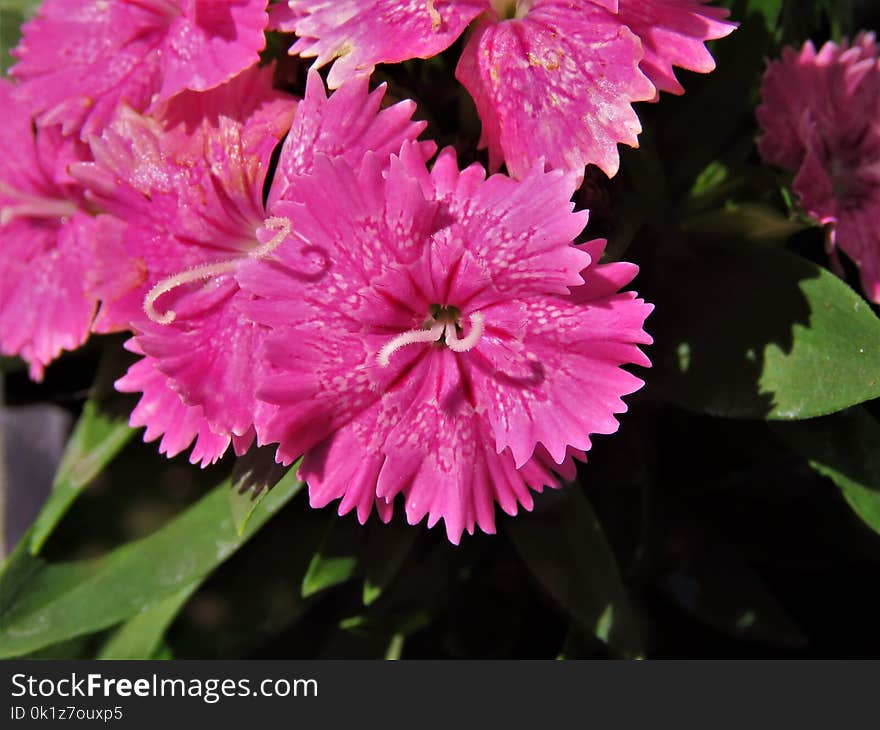 Flower, Plant, Pink, Flowering Plant