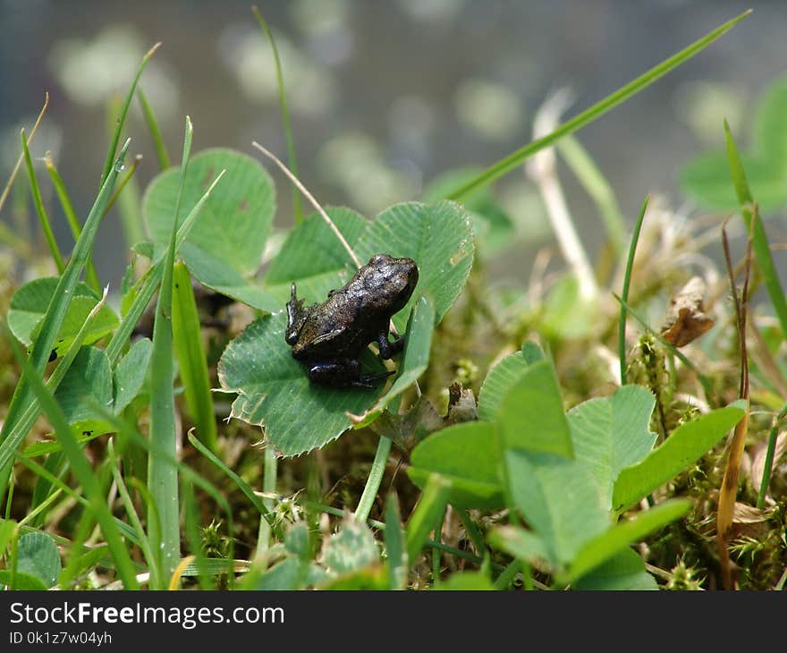 Fauna, Insect, Leaf, Organism