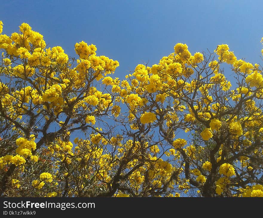 Yellow, Sky, Plant, Flora