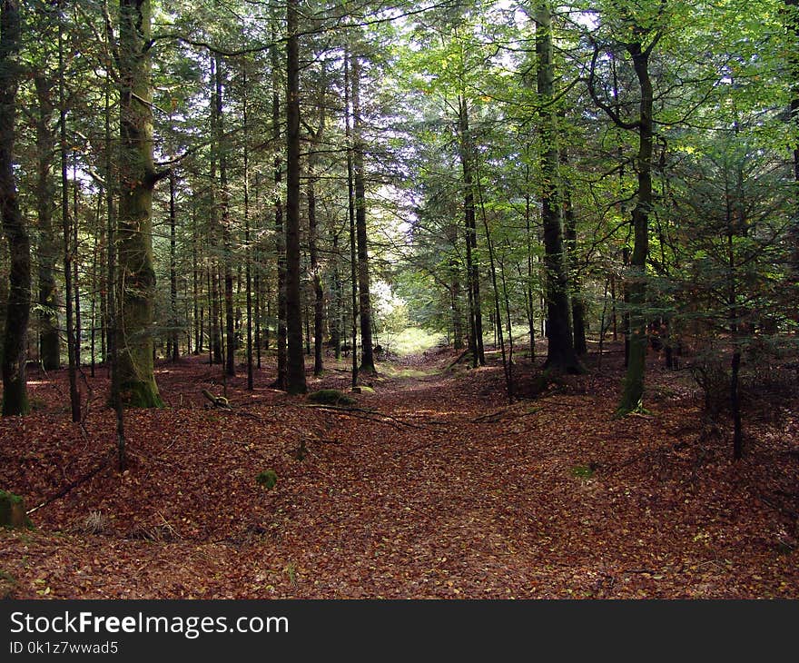 Woodland, Ecosystem, Forest, Temperate Broadleaf And Mixed Forest