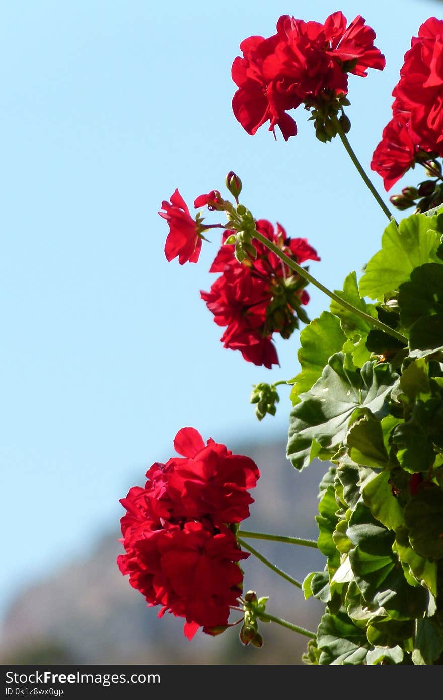 Flower, Red, Flowering Plant, Plant