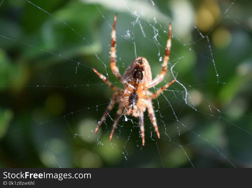 Spider, Arachnid, Orb Weaver Spider, Invertebrate