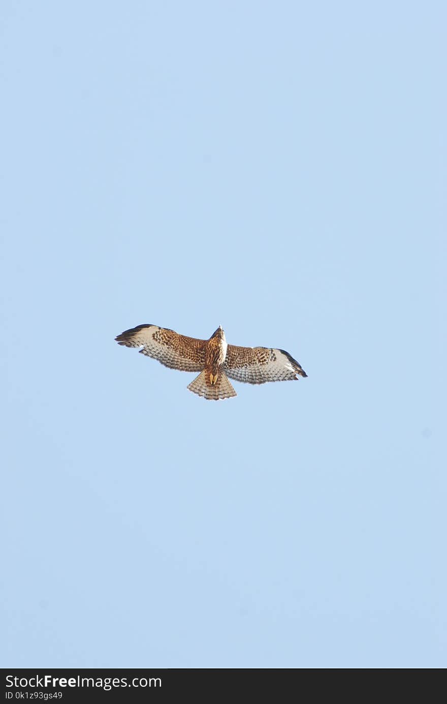 Bird, Fauna, Buzzard, Accipitriformes