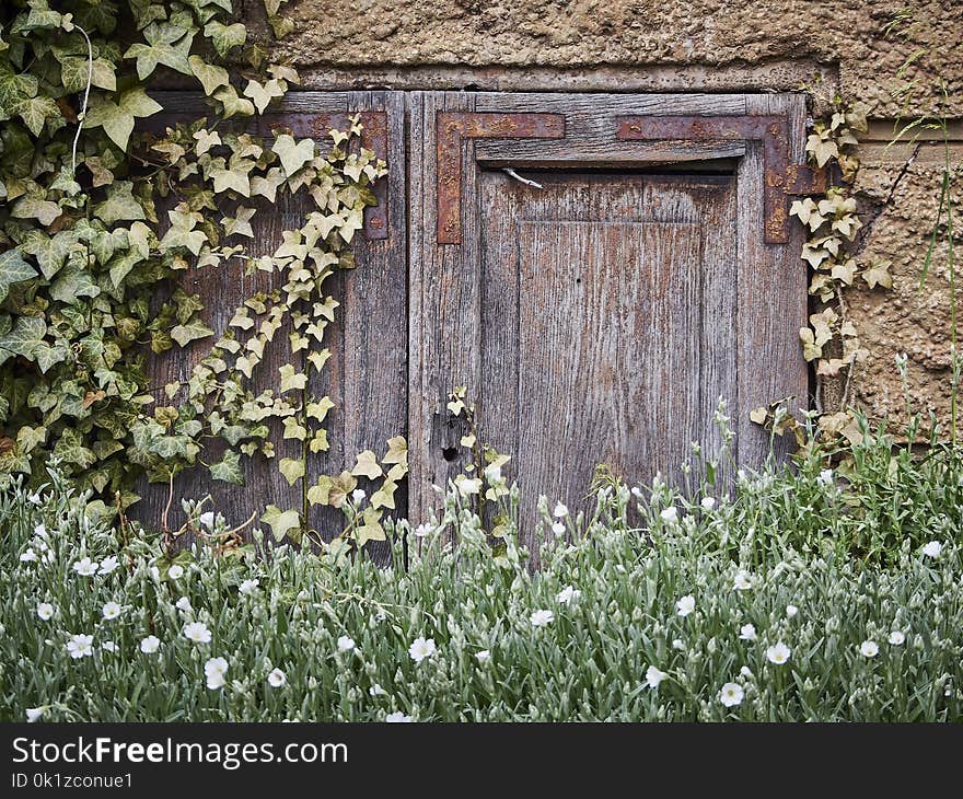 Flower, Wall, House, Grass