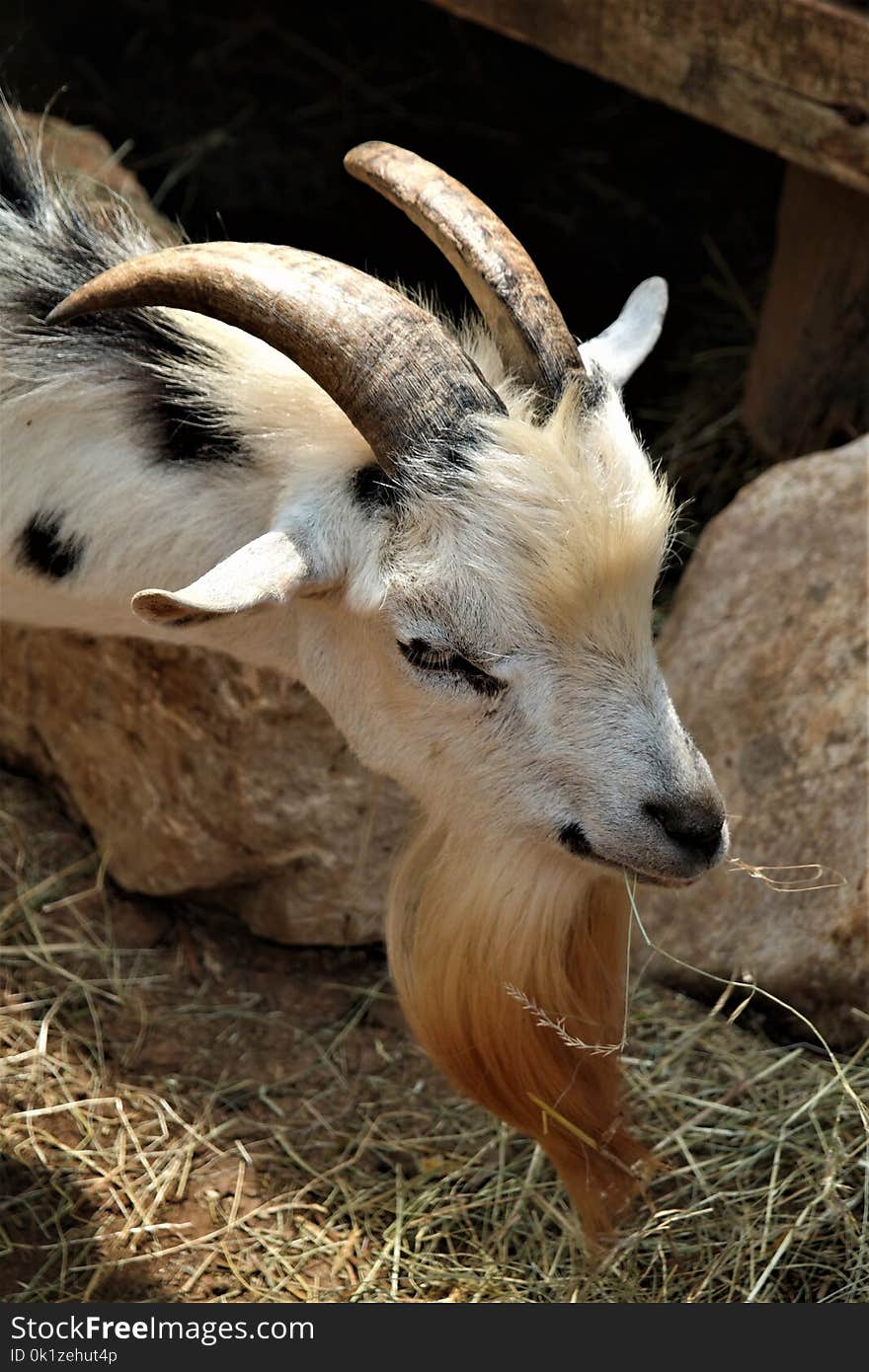 Horn, Goats, Fauna, Goat