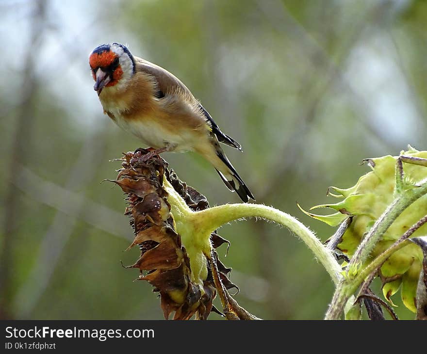 Bird, Beak, Finch, Fauna