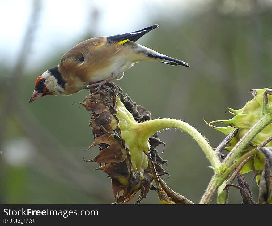 Bird, Beak, Fauna, Finch