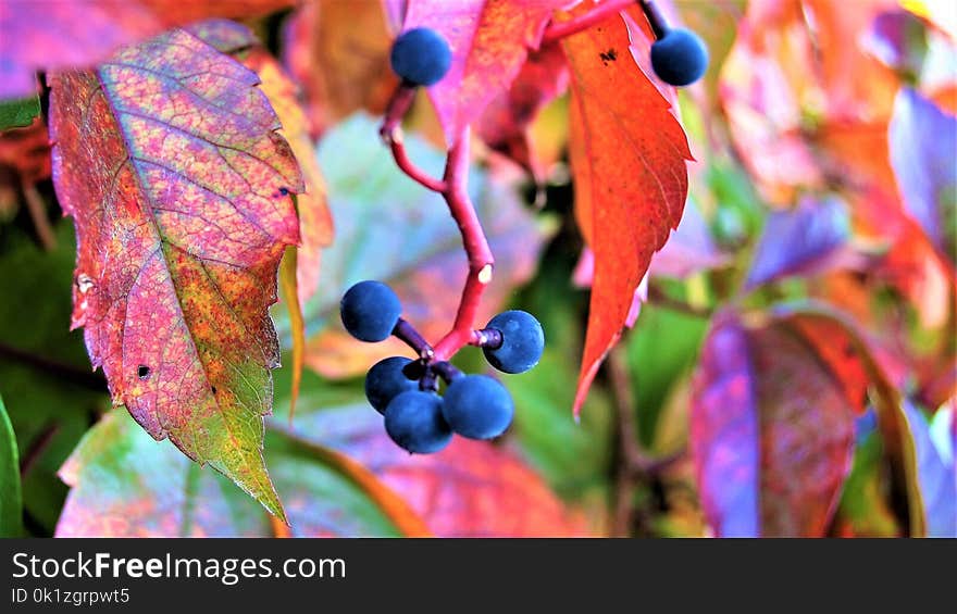 Leaf, Flora, Autumn, Plant