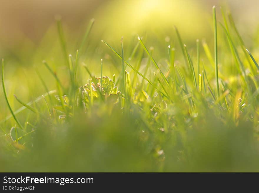 Green, Grass, Water, Vegetation