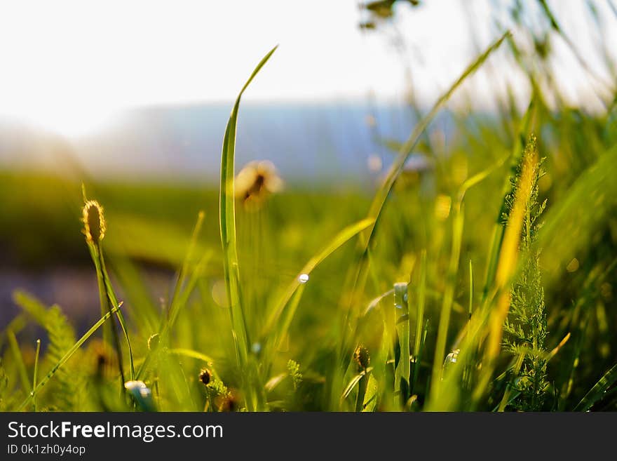 Grass, Vegetation, Ecosystem, Grassland