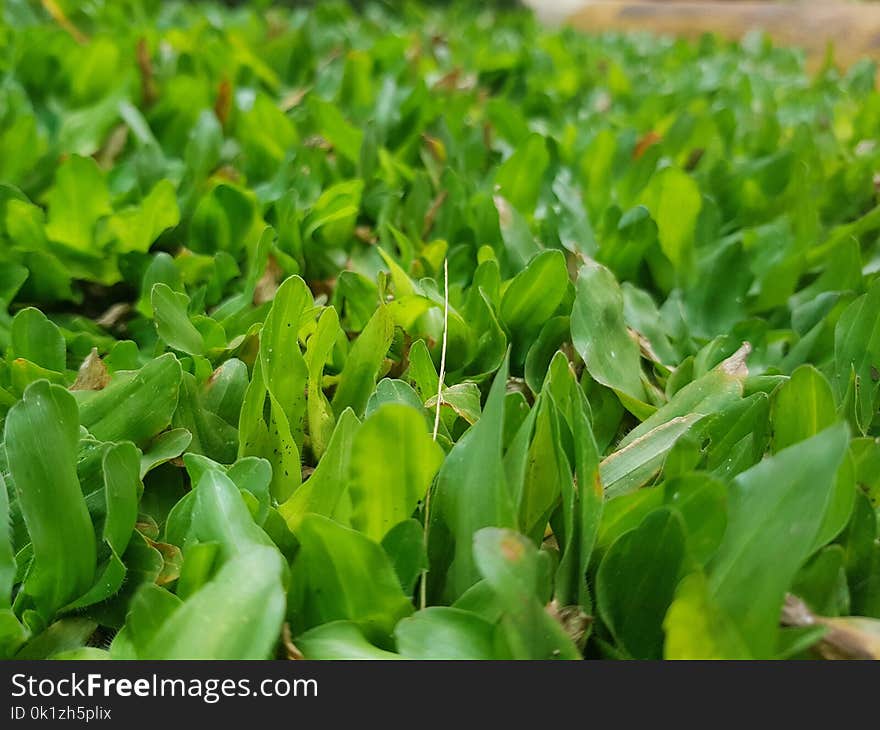 Plant, Leaf, Grass, Groundcover