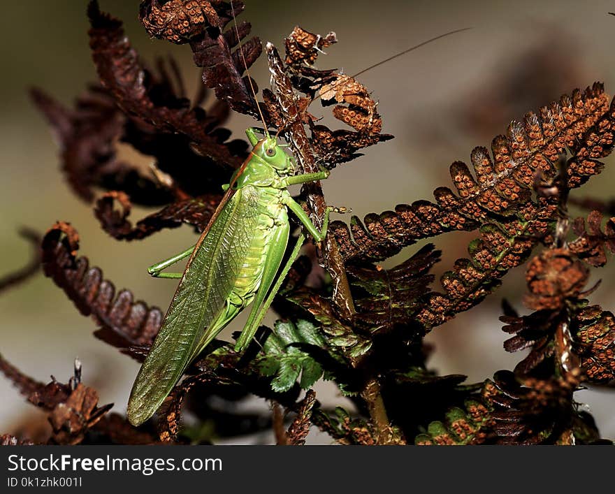 Insect, Invertebrate, Leaf, Macro Photography