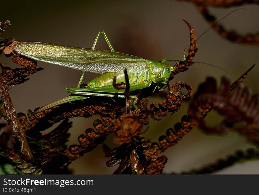 Insect, Invertebrate, Fauna, Locust