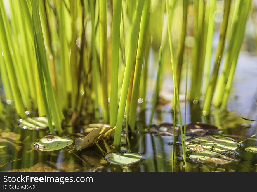 Water, Vegetation, Grass Family, Grass