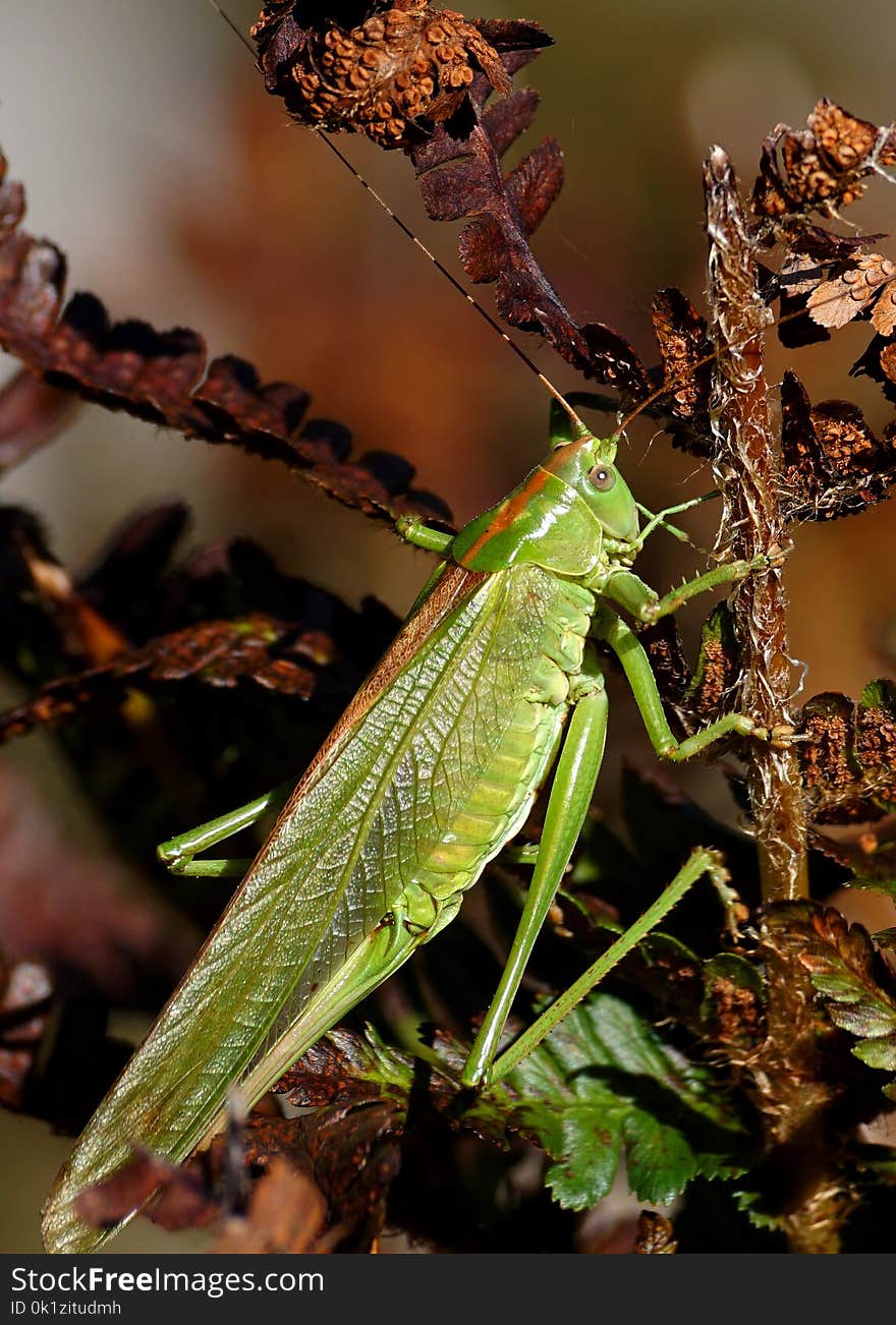 Insect, Grasshopper, Locust, Fauna