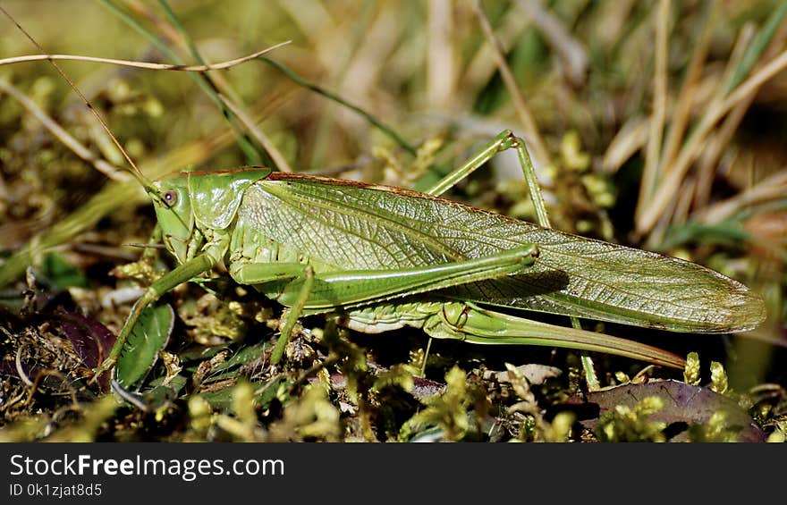 Insect, Grasshopper, Locust, Cricket Like Insect