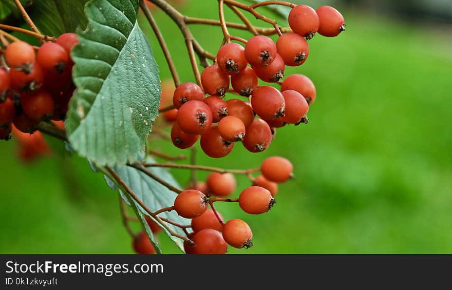 Berry, Rowan, Fruit, Sorbus