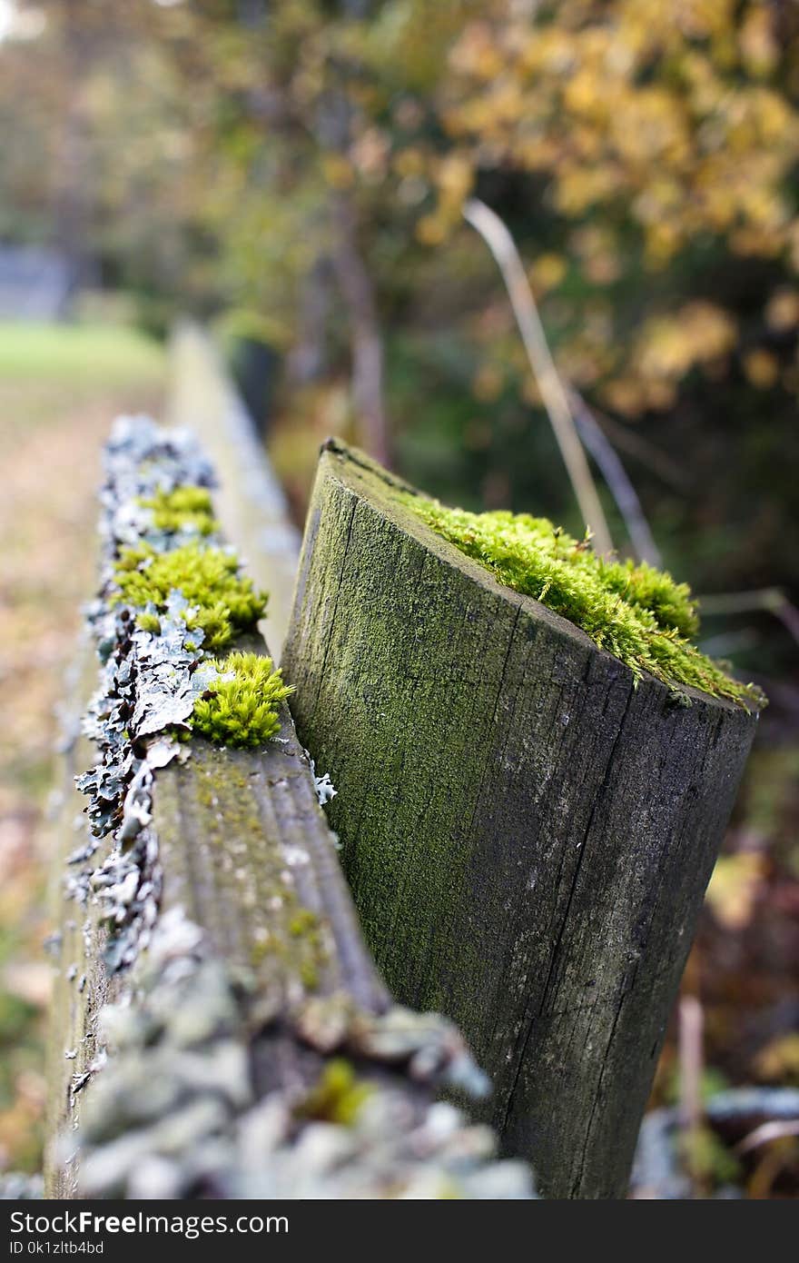 Grass, Tree, Plant, Moss