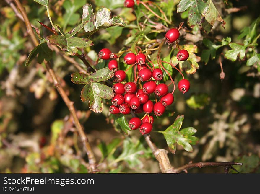 Berry, Plant, Lingonberry, Heteromeles