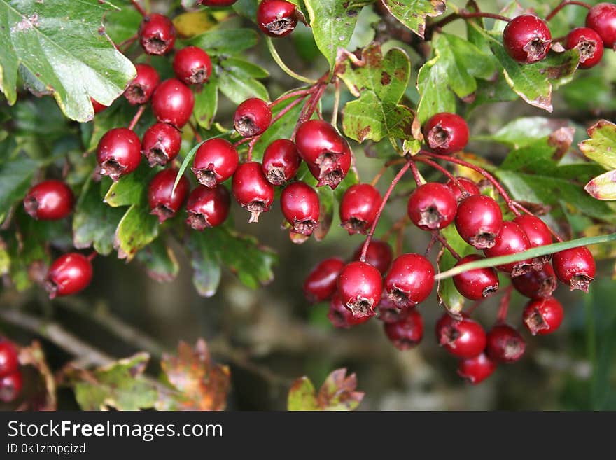 Berry, Hawthorn, Chinese Hawthorn, Lingonberry