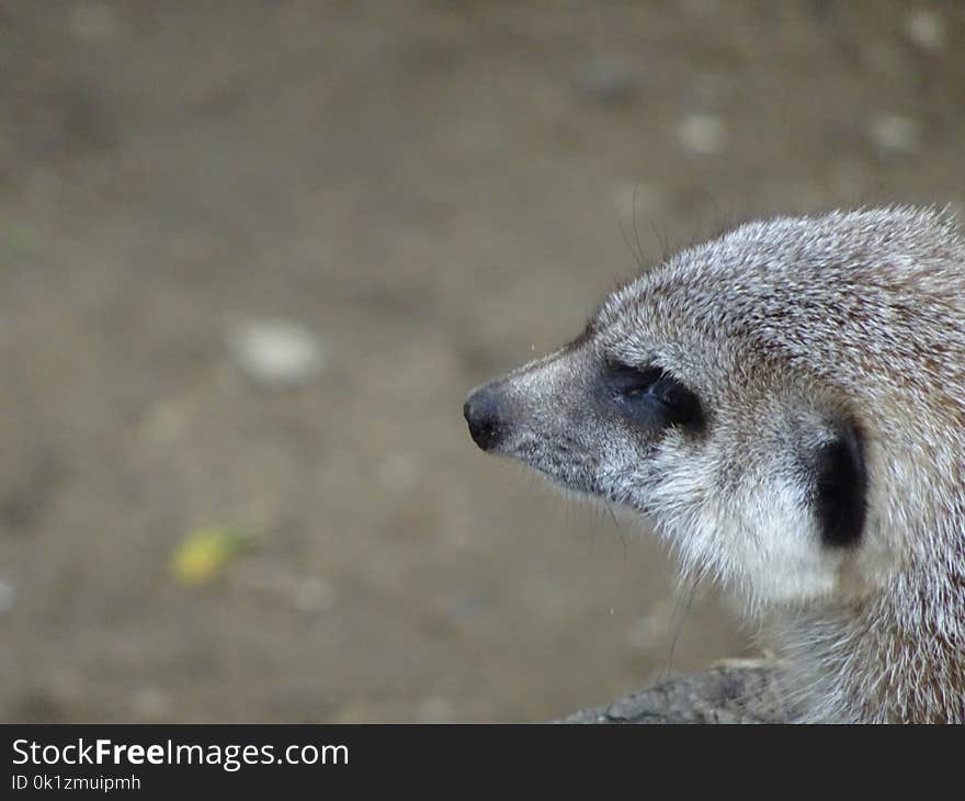 Meerkat, Mammal, Fauna, Terrestrial Animal