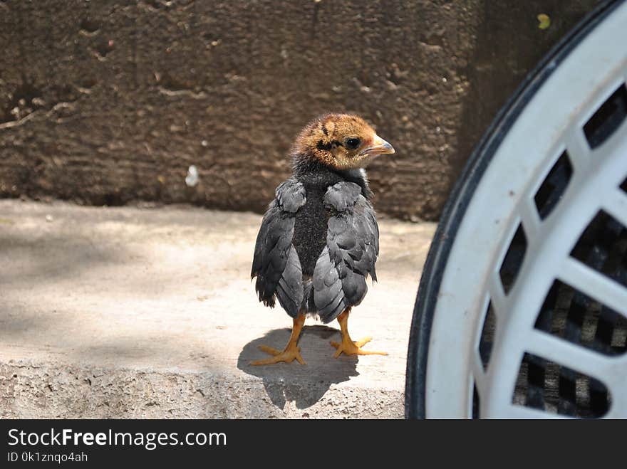 Chicken, Beak, Fauna, Galliformes