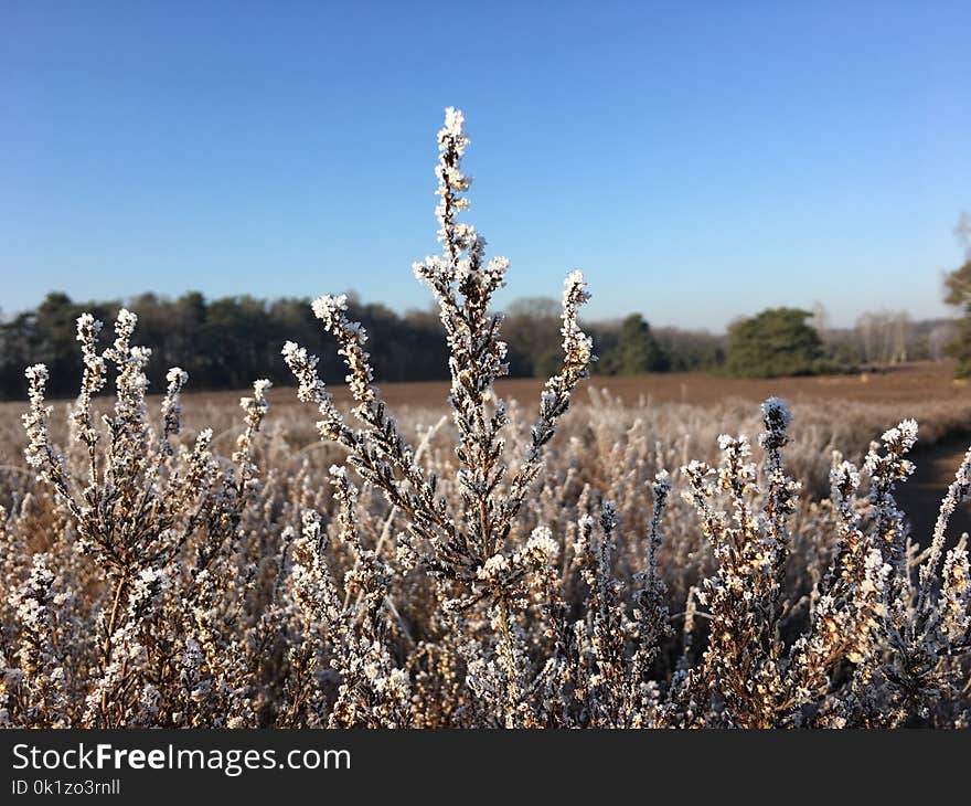 Sky, Plant, Winter, Grass Family