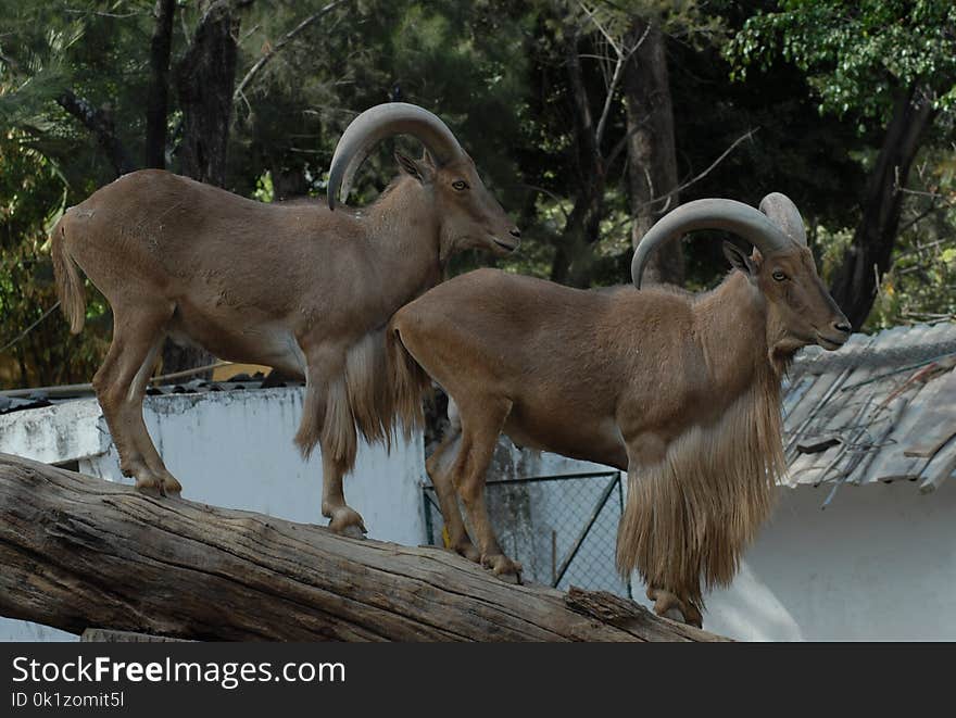 Barbary Sheep, Horn, Fauna, Wildlife