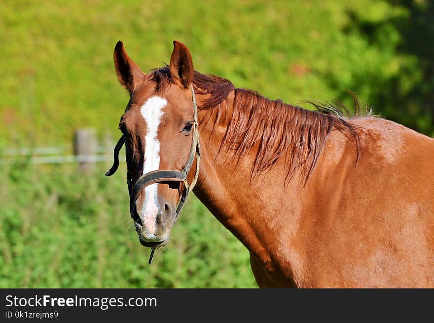 Horse, Bridle, Mane, Rein