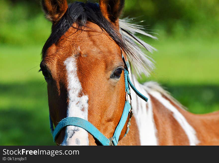 Horse, Bridle, Halter, Rein