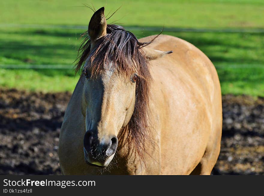 Horse, Mane, Horse Like Mammal, Bridle