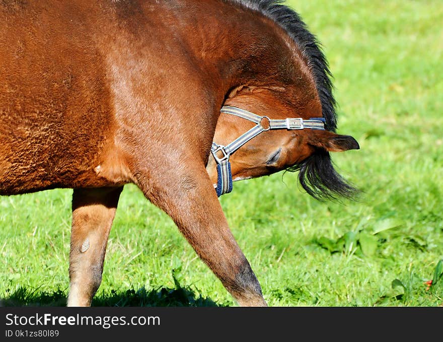 Horse, Grass, Bridle, Grazing