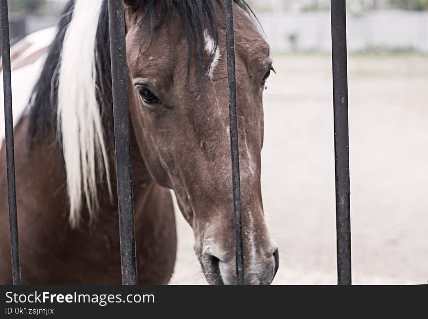 Horse, Mane, Halter, Bridle