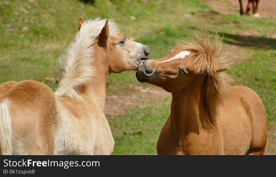 Horse, Mane, Horse Like Mammal, Pasture