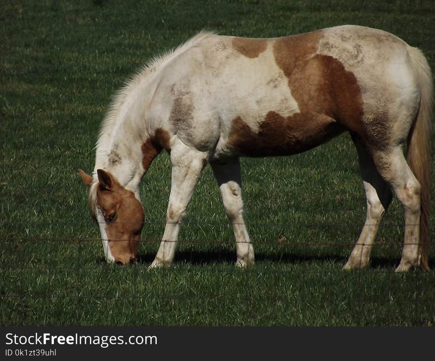 Horse, Horse Like Mammal, Mare, Mane