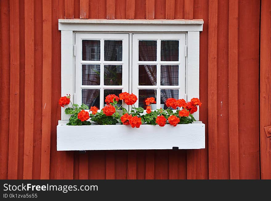 Flower, Window, Home, Floristry